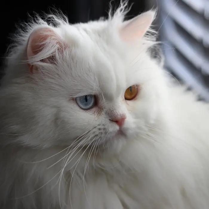 White, long hair, Male, odd eyed cat