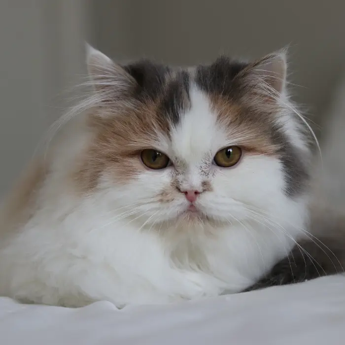 Dilute Calico, Long hair, Female, Copper with light green eyes cat