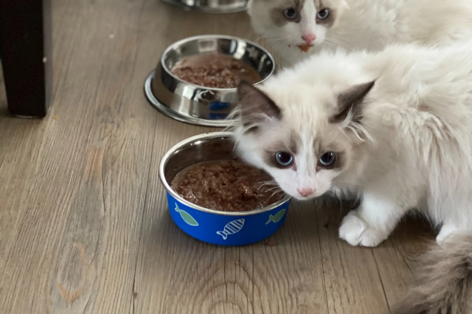 A Persian cat enjoying a balanced and nutritious diet, consisting of a protein-rich meal with essential fatty acids, while maintaining proper hydration and avoiding toxic foods. The cat's health and dietary needs are prioritized, considering factors such as duration without food, water intake, avoiding overfeeding, and the use of dietary supplements for optimal cat health.